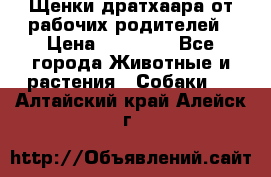 Щенки дратхаара от рабочих родителей › Цена ­ 22 000 - Все города Животные и растения » Собаки   . Алтайский край,Алейск г.